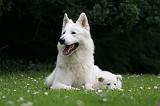 BERGER BLANC SUISSE - ADULTS ET PUPPIES 059